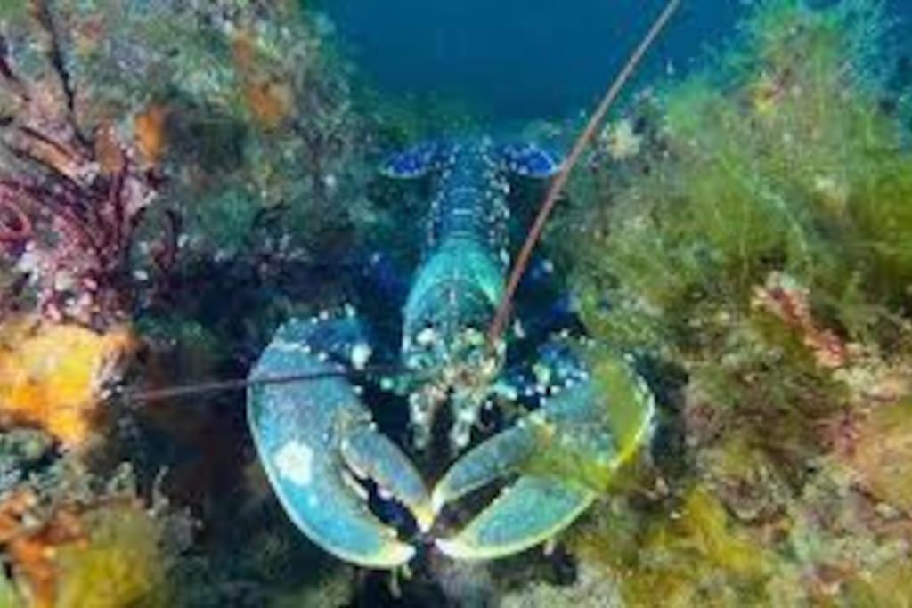 Gite Entre Mer Et Abers Landéda Dış mekan fotoğraf